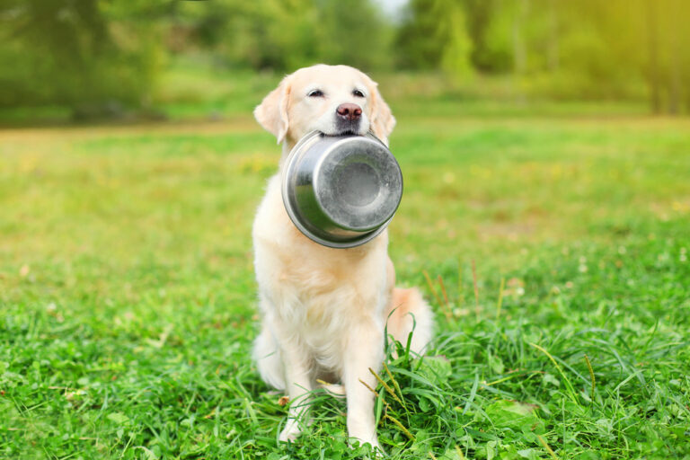 How Busy Pet Owners Can Still Feed Dogs Well dog food subscription